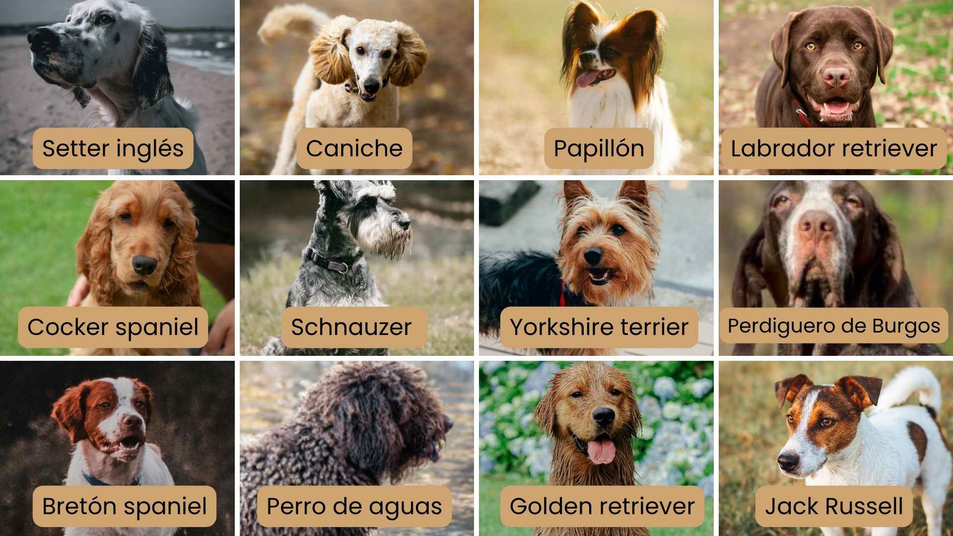 Razas ideales y cuidados esenciales para los perros de caza